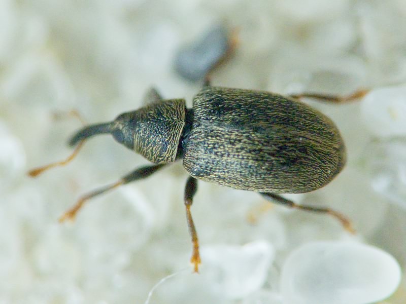 Acalyptus carpini (Fabricius, 1792)